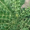 Mahonia lomariifolia feuille P16